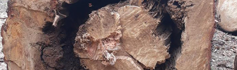 Declining pine felled