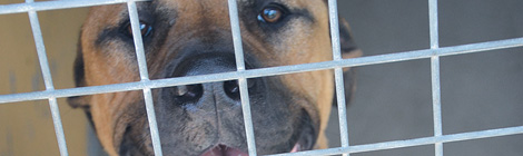 A dog’s best&nbsp;friend