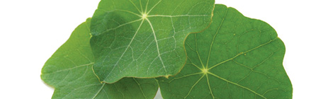 Take a leaf out of our ancestors’&nbsp;book