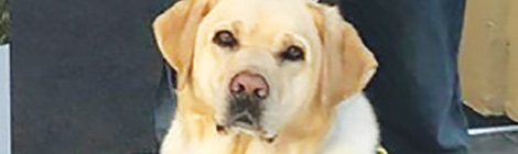 It’s a (good) dog’s&nbsp;life