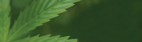 The pot party for&nbsp;everyone