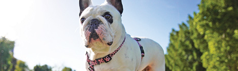 Ozone Reserve’s new dog agility park