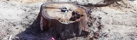 Tree efforts ringbarked