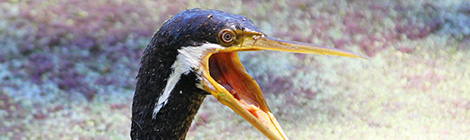 Hey, what’s up with my&nbsp;lake?