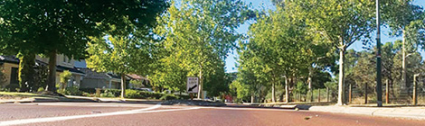 Hot plane trees losing their&nbsp;cool