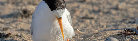 New hope for terns