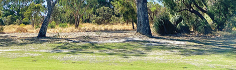  Fairway felling divides&nbsp;golfers