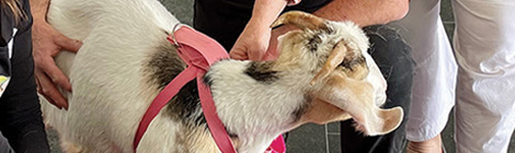 New state Animal Welfare Advisory&nbsp;Committee