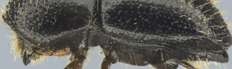 It’s Hyde and seek for tree killing&nbsp;bug