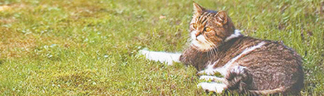 Crackdown on prowlers