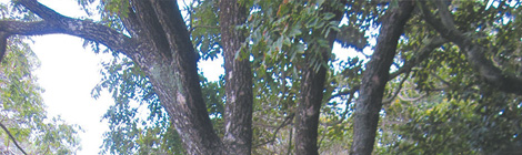 Close call for Hyde’s&nbsp;turtles