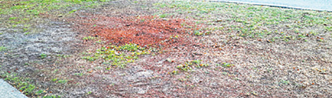 Opt-in policy undermining canopy&nbsp;targets