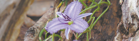 A burst of&nbsp;Djilba