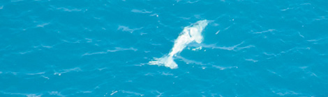 The little white whale who stole a town’s&nbsp;heart