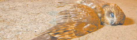 Call for Vincent bait&nbsp;ban