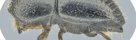 Deadly borer digs into Hyde&nbsp;Park