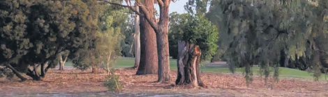 More trees to&nbsp;go