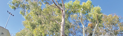 Shady prune raises&nbsp;eyebrows