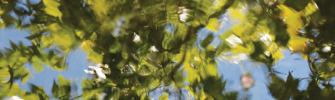 Tree planting goes above median&nbsp;price