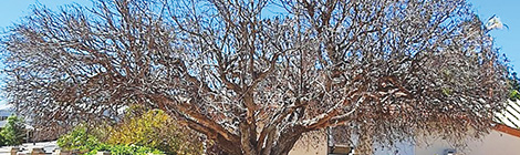 Tree deaths raise drought&nbsp;fears