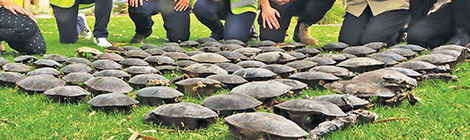 Mass turtle deaths may be mirrored across dry&nbsp;city