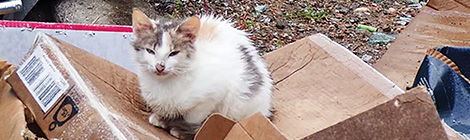 Greek tragedy for&nbsp;strays