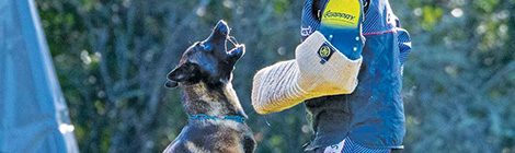 Puppy school just got&nbsp;serious