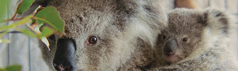 Film sheds light on koala&nbsp;plight