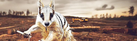 Nunchucked numbat face of new conservation&nbsp;campaign