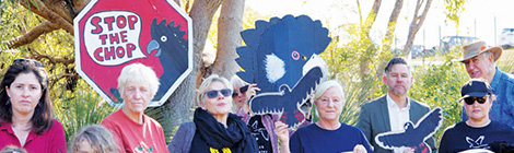 Wildflower appeal targets&nbsp;Westport