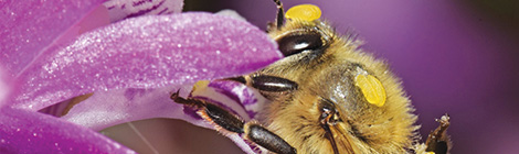 Not the kings of&nbsp;pollination