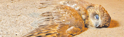 Stirling latest to go ‘owl friendly